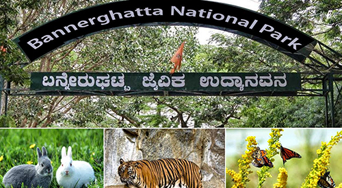 Bannerghatta National Park Safari, Timings, Entry Fee | Bangalore Zoo